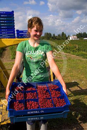 Raspberry harvest on a farm in Whatcom County, Washington.