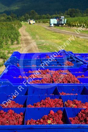 Raspberry harvest on a farm in Whatcom County, Washington.