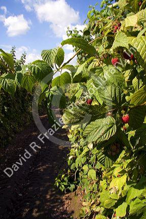 Raspberries grow on a farm in Whatcom County, Idaho.