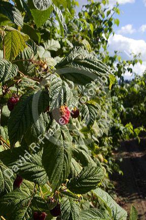Raspberries grow on a farm in Whatcom County, Washington.