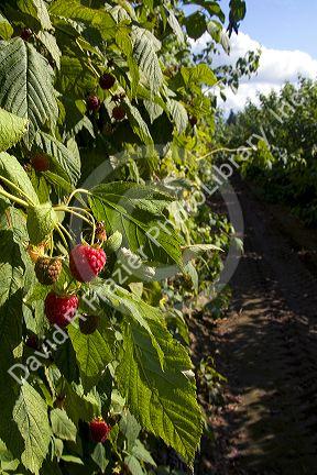 Raspberries growing on a farm in Whatcom County, Washington.
