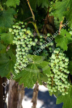 Grapes grow on the vine in the Snake River Valley in Southwest, Idaho.