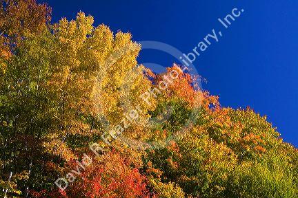 Fall foliage in the White Mountain National Forest, Grafton County, New Hampshire, USA.
