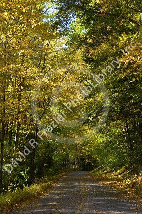 Fall foliage in the White Mountain National Forest, Grafton County, New Hampshire, USA.