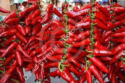 Fresh piquillo peppers for sale in the town of Saint-Jean-de-Luz, Pyrenees-Atlantiques, French Basque Country, Southwest France.
