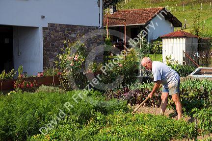 Basque man gardening in the village of Sare, Pyrenees-Atlantiques, French Basque Country, Southwest France.