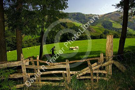 Basque shepherd with dogs and sheep in the Baztan Valley of the Navarre region of northern Spain.