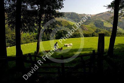 Basque shepherd with dogs and sheep in the Baztan Valley of the Navarre region of northern Spain.
