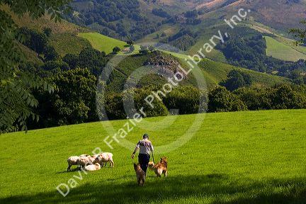 Basque shepherd with dogs and sheep in the Baztan Valley of the Navarre region of northern Spain.