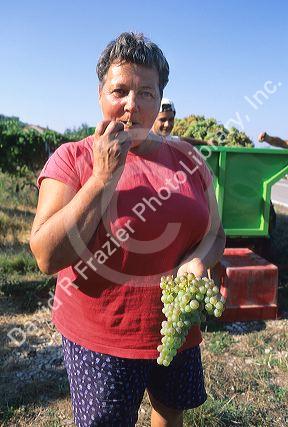 French woman tasting grapes at harvest time.