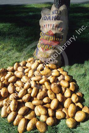 Idaho potatoes.