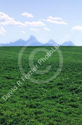 Idaho potato fields near the Teton Mountains.