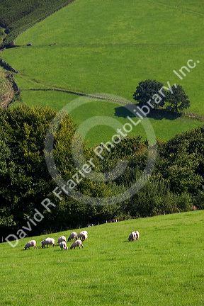 Sheep graze on rural farmland in the Baztan Valley of the Navarre region of northern Spain.