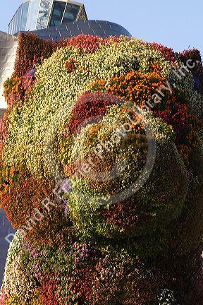 The Puppy topiary art sculpture by Jeff Koons in front of the Guggenheim Museum in the city of Bilbao, Biscay, Basque Country, northern Spain.