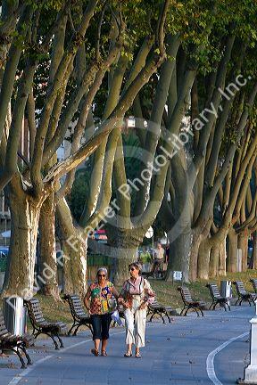 Walking path lined with sycamore trees along the Nervion River in the city of Bilbao, Biscay, Basque Country, northern Spain.