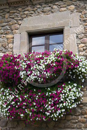 Window box with flowers in the town of Potes, Liebana, Cantabria, northwestern Spain.
