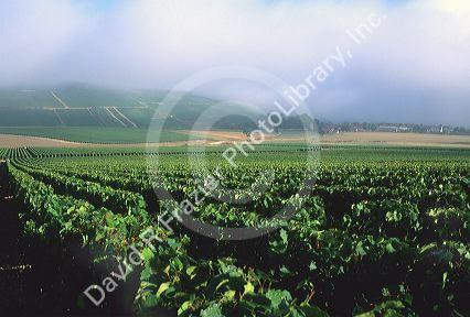 Foggy morning over the vineyards in Chablis, France.