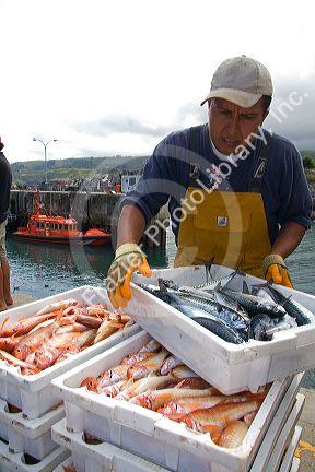 Commercial fisherman in the harbor at Llanes, Asturias, Spain.
