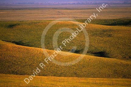 Grasslands in South Dakota.