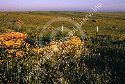 Grassland prairie in South Dakota.