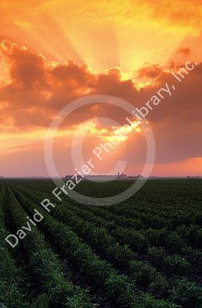 Crop of soybeans at sunset in South Dakota.