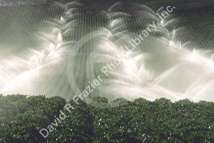 Sprinkler irrigation in an Idaho potato field.