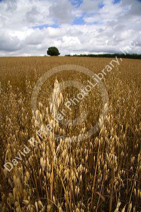 Field of ripe oats in the Cotswolds of West-Central England.