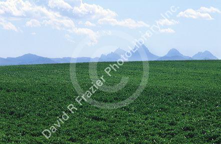 Idaho potato fields near the Teton Mountains.