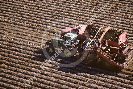 Idaho potato harvest.
