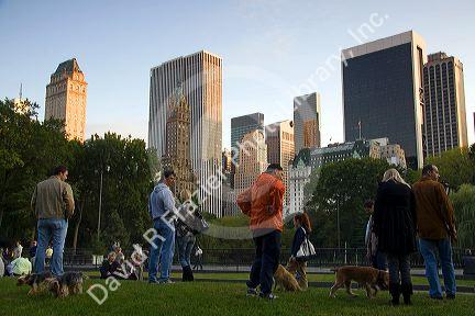 Off leash dog area in Central Park, Manhattan, New York City, New York, USA.