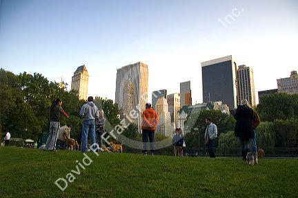 Off leash dog area in Central Park, Manhattan, New York City, New York, USA.