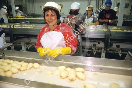 Hispanic female worker removes blemishes in an Idaho potato processing plant.