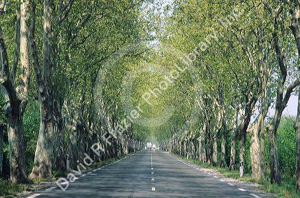 Traffic on a rural tree lined French road.