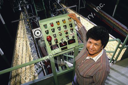 Female manager working on a potato production line for french fries.