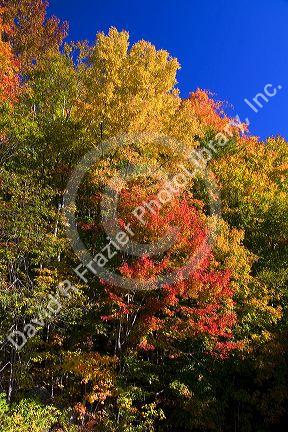 Fall foliage in the White Mountain National Forest, Grafton County, New Hampshire, USA.