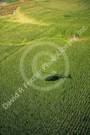 Aerial view of a corn field with the shadow of a helicopter in Jerome, Idaho, USA.