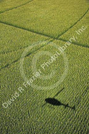 Aerial view of a field of corn with the shadow of a helicopter in Jerome, Idaho, USA.