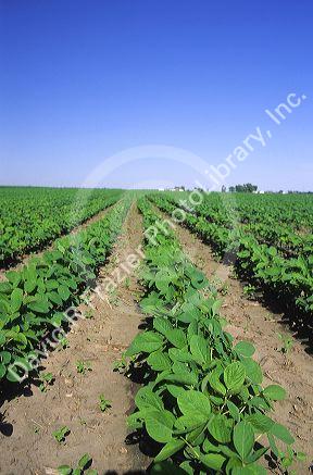 Soy bean crop in Illinois.