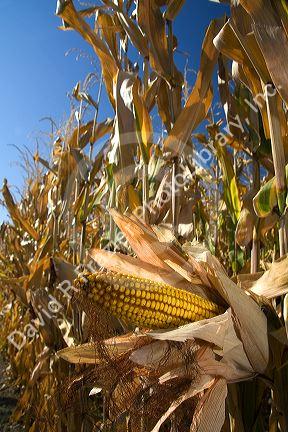 Crop of ripe feed corn growing in Payette County, Idaho, USA.