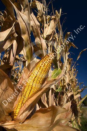 Crop of ripe feed corn in Payette County, Idaho, USA.