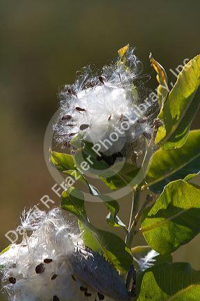 The seed of a showy milkweed plant in Payette County, Idaho, USA.