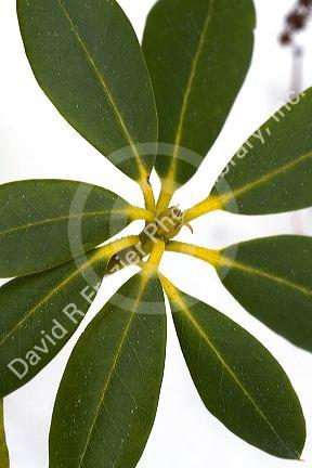 The flower bud of a rhododendron plant during winter.