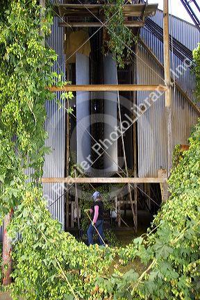 Hops being harvested in Canyon County, Idaho, USA.