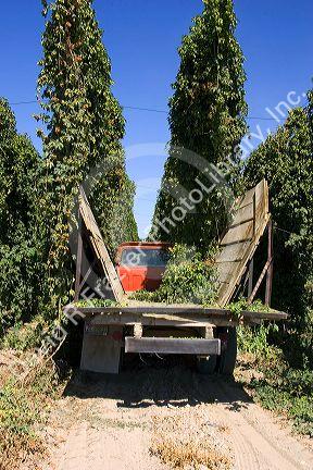Hops being harvested in Canyon County, Idaho, USA.