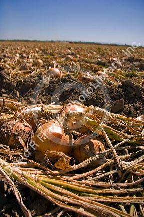 Harvested onions lay on the soil to dry before storage in Canyon County, Idaho, USA.