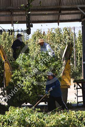 Hops being harvested in Canyon County, Idaho, USA.