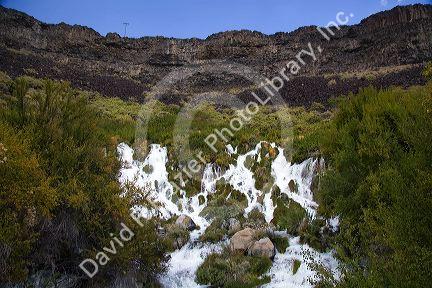 Fresh water springs at Niagra Springs State Park in Hagerman, Idaho, USA.