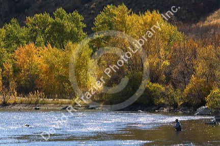 Fly fishing on the south fork of the Boise River in Elmore County, Idaho, USA.