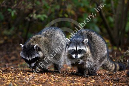 Raccoons eating dog food in Shelton, Washington, USA.