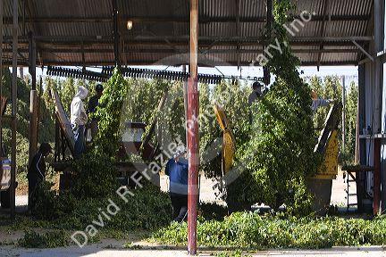 Hops being harvested in Canyon County, Idaho, USA.